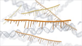 Fixing Genes with Antisense Oligonucleotides ASOs [upl. by Sualohcin260]