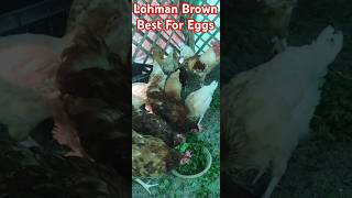 Lohman Brown  Best Breed For Commercial Egg Business  Brown Egg  Desi Egg  KarachimainDehat [upl. by Aziram]