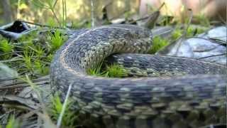 Eastern Garter Snake [upl. by Filipe652]