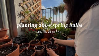 11 November Planting Over 200 Spring Bulbs on My Balcony  Autumn Garden Journal 🌷🌼🌱 silentvlog [upl. by Igiul]