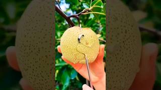 Different types Guess fruit name fruits quiz guess shorts viral fruitsname paheliyan ytshots [upl. by Mollie107]