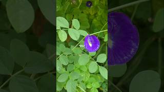 Clitoria ternatea atau bunga telang ternate ‼ butterfly pea flowers bungatelang clitoriaternatea [upl. by Ardnikat239]