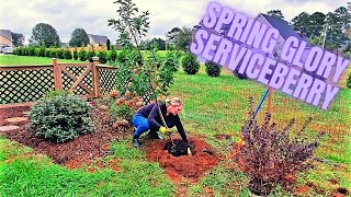 Planting A Spring Glory® Serviceberry  Amelanchier [upl. by Jedlicka]