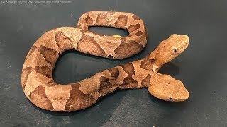 Twoheaded snake found slithering in garden [upl. by Stander]