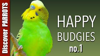 Happy Budgies 1  Budgerigar Sounds to Play for Your Parakeets  Discover PARROTS [upl. by Petuu623]