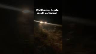 Rare footage of a sonata sighting in the woods automobile [upl. by Cailean]