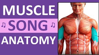 Major Muscle Song Anatomy Mnemonics Location Action Name of Muscles [upl. by Modie225]