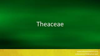 Pronunciation of the words quotTheaceaequot [upl. by Jarrow941]