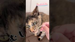 うちの猫は3匹。のんびり暮らしています。ねこペット可愛い猫動画 [upl. by Ulrick]