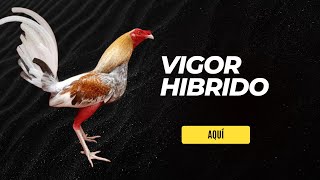 Descubre el Vigor Híbrido La CLAVE para Gallos Más FUERTES y SALUDABLES [upl. by Latton]