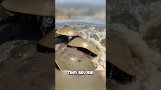 🦀 Horseshoe Crabs Not Actually Crabs 🦀 This Shocking Truth Revealed [upl. by Freeman]