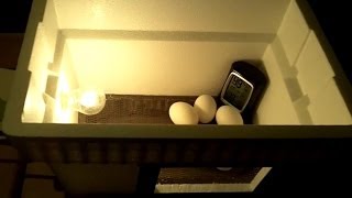 DIY 20 Egg Incubator  How To Make An Egg Incubator CHEAP and EASY [upl. by Trudey]