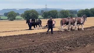 historical furrow PLOUGHING  Northern Heavy Horse Society [upl. by Vedette]