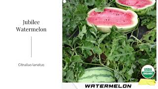 Jubilee Watermelon Seeds Citrullus lanatus Organic Garden Non GMO Sweet Red Green Stripe Fruit USA [upl. by Ellimac426]