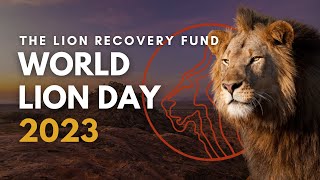 How your support is helping lions in Africa  World Lion Day 2023 [upl. by Roslyn]