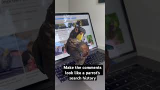 What do parrots search in YouTube [upl. by Vanda]