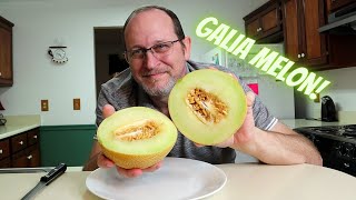 GALIA Melon my first one review [upl. by Zhang]