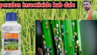 pexalon insecticide धान मे कब डालेpexalon insecticideपेक्सालोन धान में ब्राउन प्लांट हॉपर BPH करे [upl. by Weinman]