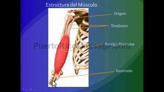 Kinesiologia Introducción a los principios del movimiento [upl. by Enaujed150]