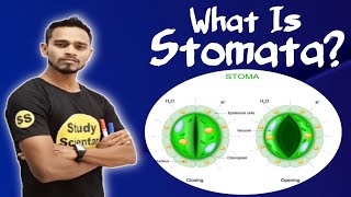 What is StomataBy Science Chapter [upl. by Eelrac]