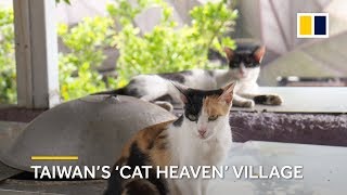 Taiwan’s ‘Cat Heaven’ village becomes popular tourist attraction [upl. by Levin225]