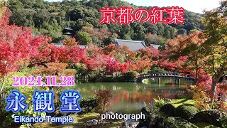 京都の紅葉 モミジの永観堂 3000本 2024 11 28 Photograph [upl. by Buchbinder]