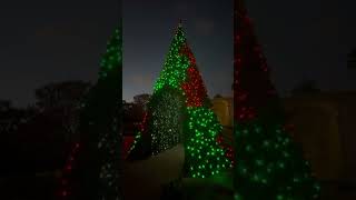 Christmas tree is up at the Mission San Juan Capistrano [upl. by Aihsital660]