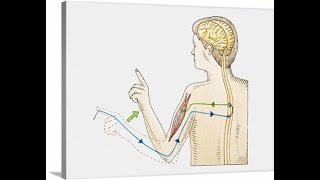 REFLEX ARC [upl. by Hearsh389]