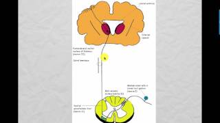 Lecture 2 CNS 2017 [upl. by Darmit]