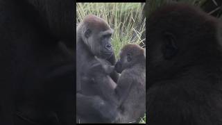 gorilla 🍼 🥰 gorillatag 金剛猩猩 台北市立動物園 shorts [upl. by Yarod640]