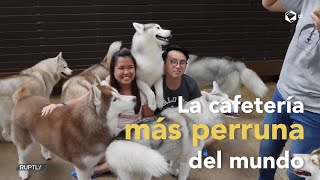 ¡Un café con perros Huskies  Sabías que [upl. by Uticas]