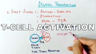 Mechanism of TCELL ACTIVATION [upl. by Karilynn]