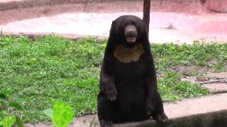 Polar Bear Making Fun In Nehru Zoological Park [upl. by Grizelda272]