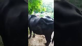 trandingshorts viralvideo bannibuffelo farmingyogi SIDAKDairyfarming PritamsankhlaRajput [upl. by Yessydo48]