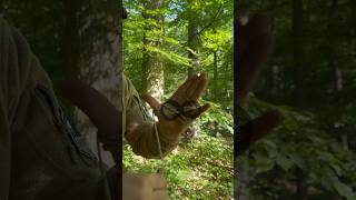 Bündeln ohne Knoten survival bushcraft natur wald [upl. by Daffy290]