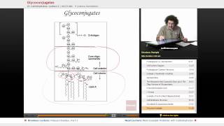 quotGlycoconjugatesquot  Biochemistry with Educatorcom [upl. by Eirased403]