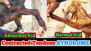 Contracted Tendon in Goat Kids congenital abnormality in fore legs of goat  congenital anomalies [upl. by Caiaphas769]