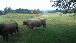 Murray Grey Herd Bull [upl. by Asreht]