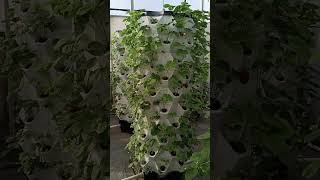 aeroponictowerhydroponictowergardenfarmhydroponicaeroponic [upl. by Laven231]