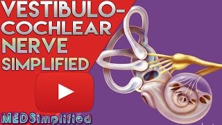 Vestibulocochlear Nerve Anatomy SIMPLIFIED [upl. by Hgielah372]