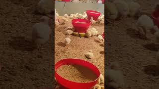 Poultry farming poultryfarm trending sorts travel suguna chicken [upl. by Odlabu84]