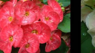 Euphorbia varieties in vivid colors [upl. by Ashwell]