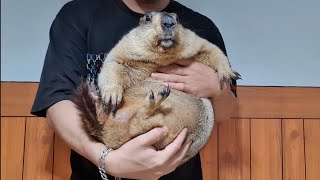 the biggest marmot of all time [upl. by Eirac]