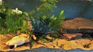 African Clawed Frog Tank Setup amp Care Xenopus laevis [upl. by Heise781]