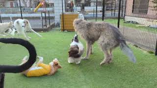 BorzoiIrish wolfhound and Border collie Good day good friends [upl. by Moreta]