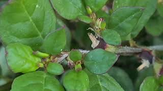 שְׁלָשִׁי רְגֵלָנִי שלשי רגלני Trianthema portulacastrum [upl. by Arocat]