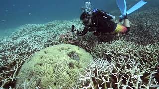 Tenggol Island  Bleached Coral at Pasir Tenggara [upl. by Christel]