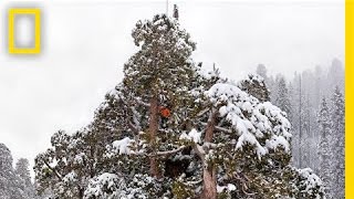 Super Trees Climbing a Giant Sequoia  Nat Geo Live [upl. by Nylac151]