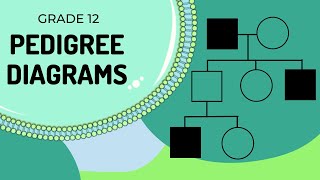 Pedigree Diagrams [upl. by Guerin]