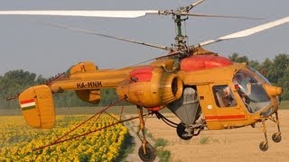 Kamov Ka26 spraying sunflower field near Ráckeve Hungary [upl. by Noitna]